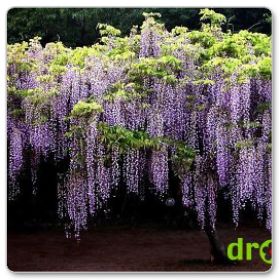 Glicynia chińska (Wisteria sinensis)